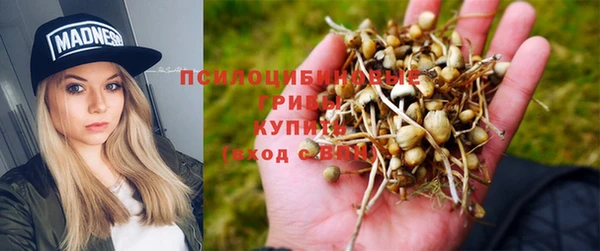 бошки Щигры