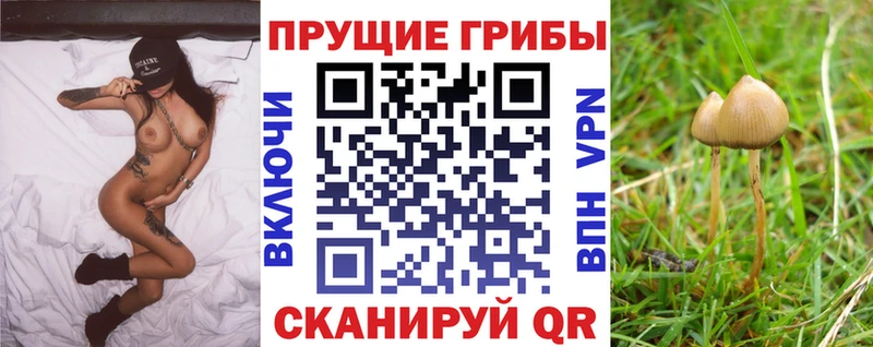 Галлюциногенные грибы Psilocybine cubensis  где купить наркотик  Южа 